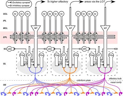 A Systematic Framework for Olfactory Bulb Signal Transformations